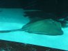 Stingray.jpg