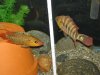 fish 029.jpg