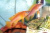 Lamprologus_leleupi.jpg Lamprologus_leleupi.jpg