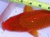 goldfish3_edited.JPG