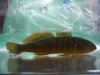 goby.jpg