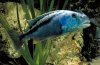 Aristochromis_christyi.jpg