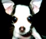 Baby Rasco (2).jpg