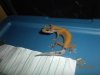 geckos00008.jpg