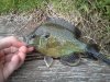 Green sunfish X Bluegill hybrid 6-13-11.JPG Green sunfish X Bluegill hybrid 6-13-11.JPG