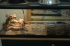 uromastyx 001.jpg