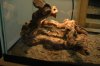uromastyx 002.jpg
