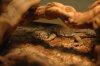 uromastyx 004.jpg