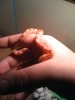 SNAKE 005.JPG