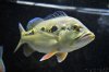 orino tank 06.jpg