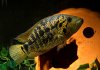 Fredrichsthali-Escondido-300.jpg Fredrichsthali-Escondido-300.jpg
