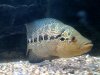 Fish.jpg