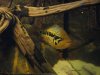 315489jackfreke_0_82_12074.jpg
