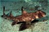 Horn Shark.jpg Horn Shark.jpg