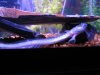 fish pics 038.JPG