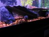 fish pics 031.JPG
