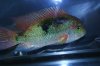 DSC04180.JPG