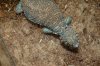 DSC_0061.JPG