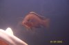 cichlid 002.jpg