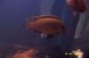 cichlid 003.jpg