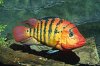1252-guayas-cichlid-cichlasoma-festae-portrait-guayas-river-system-south-america.jpg