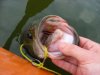 Aquarium & Bass 028.JPG