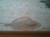 atlantic stingray.jpg