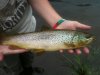 Brown Trout.JPG