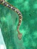serpent pics 483.JPG