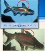 paroon_v_id_shark.jpg