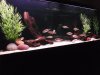 08-02-2011 Snook Tank 076.JPG