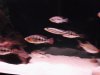 08-02-2011 Snook Tank 072.JPG 08-02-2011 Snook Tank 072.JPG