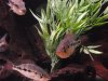 08-02-2011 Snook Tank 011.JPG