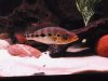 08-02-2011 Snook Tank 040.JPG
