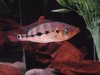 08-02-2011 Snook Tank 067.JPG