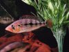 08-02-2011 Snook Tank 066.JPG