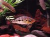 08-02-2011 Snook Tank 012.JPG