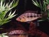 08-02-2011 Snook Tank 028.JPG