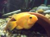 parrot 013.JPG