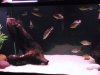 08-02-2011 Snook Tank 115.JPG