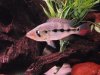 08-02-2011 Snook Tank 146.JPG