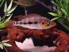 08-02-2011 Snook Tank 140.JPG