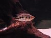 08-02-2011 Snook Tank 101.JPG