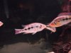 08-02-2011 Snook Tank 093.JPG