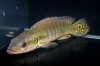 Crenicichla_cincta-500x333.jpg