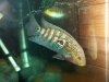 FISH NEW YEA 010.JPG