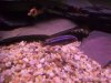 Texas cichlids 033.JPG
