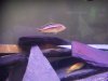 Texas cichlids 042.JPG
