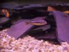 Texas cichlids 043.JPG