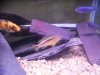Texas cichlids 040.JPG